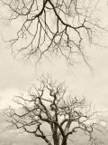 Looking Up at Branches of Dead Wych Elm Trees Killed by Dutch Elm Disease, Scotland, UK Photo by Niall Benvie