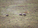 Northern White Rhinoceros Taken from Anti-Poaching Aircraft in 1989, Garamba Np, Dem Rep Congo Posters by Mark Carwardine