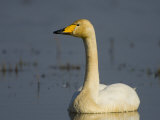 Whooper Swan Hornborgasjon Lake, Sweden Posters by Inaki Relanzon
