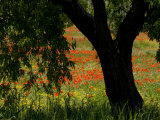 Common Poppies Flowering, Huesca Province, Aragon Region, Spain Posters by Inaki Relanzon