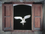 Barn Owl Flying into Building Through Window Carrying Mouse Prey, Girona, Spain Posters par Inaki Relanzon