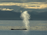Humpback Whale Blowing, Frederick Sound, South-East Alaska, USA Posters by Mark Carwardine