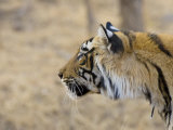 Bengal Tiger Looking Alert, Note Porcupine Quill Stuck in Neck, Ranthambhore Np, Rajasthan, India Photo by T.j. Rich