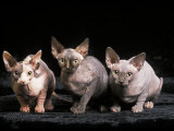 Three Hairless, Sphinx Cats Pósters por Adriano Bacchella Three Hairless, Sphinx Cats Pósters por Adriano Bacchella