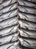 Freshwater Fish for Sale at Manaus Fish Market, Amazonia, Brazil Photo by Mark Carwardine
