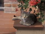 Tabby Cat Resting on Garden Terrace, Italy Posters by Adriano Bacchella
