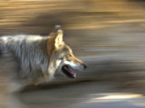 Mexican Wolf Running, Living Desert Zoo, Palm Desert, California, USA Posters by Mark Carwardine