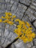 Yellow Scales Lichen Growing on Groyne, Exmoor National Park, Somerset, UK Prints by Ross Hoddinott
