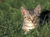 European Grey Tabby Cat in Grass, Italy Posters by Adriano Bacchella