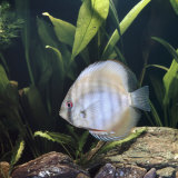 Discus Fish Captive, from Tropical Rainforest Rivers in Brazil Affiches par Jane Burton
