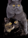 Exotic Grey Cat and Tortoiseshell Cat Mating Posters by Adriano Bacchella