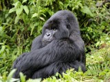 Male Silverback Mountain Gorilla Sitting, Watching, Volcanoes National Park, Rwanda, Africa Plakater av Eric Baccega