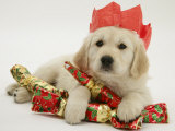 Golden Retriever Puppy with Christmas Crackers Wearing Paper Hat Posters par Jane Burton
