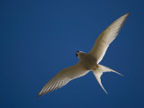 Arctic Tern in Flight, Snafelsness Peninsula, West Iceland Photo by Inaki Relanzon