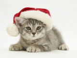 Grey Spice Kitten Wearing a Father Christmas Hat Posters by Jane Burton