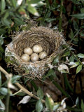 Blackcap Nest with Five Eggs, Hampshire, England, UK Posters by Andy Sands