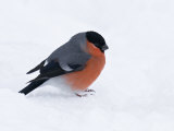 Bullfinch Male in Snow, Scotland, UK Posters by Andy Sands
