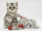 Silver Tabby Kitten with Silver Tinsel and Red Berry Christmas Decoration Posters par Jane Burton