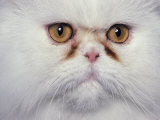 White Persian Cat, Close Up of Face Posters by Adriano Bacchella