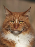 Maine Coon Red Tabby Cat, Portrait Posters by Adriano Bacchella