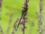 Southern Hawker Dragonfly Resting on Purple Loosestrife Flower, Hertfordshire, England, UK Photo by Andy Sands