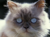 Persian Cream Cat, Close Up of Face and Blue Eyes Posters by Adriano Bacchella