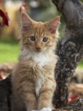 Maine Coon Red Tabby Cat Kitten, Three-Months Posters by Adriano Bacchella