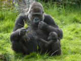 Western Lowland Gorilla Mother Feeding with Baby Investigating Grass. Captive, France Posters by Eric Baccega