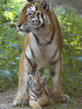 Siberian Tiger Mother with Young Cub Resting Between Her Legs Posters by Edwin Giesbers