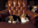 Black, White and Cream Mackerel Tabby Persian Cat Resting in Armchair Posters by Adriano Bacchella