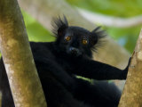 Black Lemur Male, Nosy Komba, North Madagascar, Iucn Vulnerable Poster von Inaki Relanzon