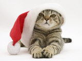 Tabby Cat Wearing a Father Christmas Hat Posters par Jane Burton