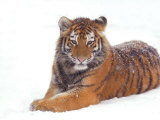 Sibirischer Tiger im Schnee Poster von Edwin Giesbers