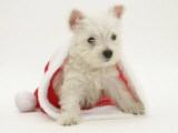 West Highland White Terrier Puppy in a Father Christmas Hat Photographie par Jane Burton