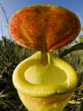 Pitcher Plant Channel Des Pangalanes, Madagascar Kunstdrucke von Inaki Relanzon