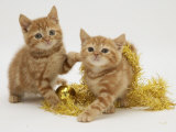 Two Red Tabby Kittens with Gold Christmas Tinsel Posters par Jane Burton