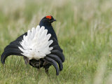 Black Grouse Black Cock Moor Cock Displaying on Lek, Upper Teesdale, Co Durham, UK Photo by Andy Sands