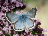 Chalkhill Blue Butterfly Male Feeding on Flowers of Marjoram, UK Posters by Andy Sands