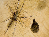 Unidentified Spider with Eggs in a Cave, Ankarana Special Reserve, Ambilobe, North Madagascar Poster von Inaki Relanzon