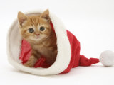 Red Tabby Kitten in a Father Christmas Hat Posters par Jane Burton