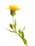 Wild Marigold Flower, Spain Posters by Niall Benvie