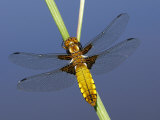 Broad-Bodied Chaser Dragonfly Cornwall, UK Poster by Ross Hoddinott