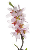 Almond Blossom Spain Posters by Niall Benvie