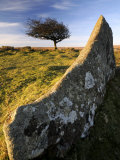 Windswept Tree with Rock in Foreground, Combestone Tor, Dartmoor, Devon, UK Prints by Ross Hoddinott