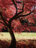 Dogwood+tree+leaves+turning+red