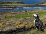 Puffin with Beak Full of Sand Eels, Isle of Lunga, Treshnish Isles, Inner Hebrides, Scotland, UK Posters by Andy Sands