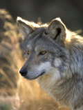 Mexican Wolf Captive, Living Desert Zoo, Palm Desert, California, USA Posters by Mark Carwardine