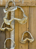 Dried Shark Jaws and Teeth, Illegal Trade, Morondava, Madagascar Posters by Inaki Relanzon