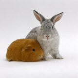 Red Guinea Pig with Silver Fox Rabbit Affiches par Jane Burton
