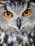 Eurasian Eagle-Owl Captive, France Photographie par Eric Baccega